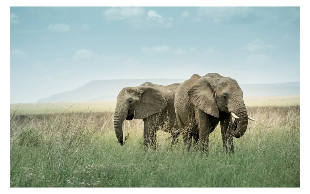 Wild elephants in Tanzania national park habitat